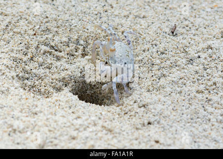 Eine Geisterkrabbe gräbt ihren Bau an einem Strand auf Île aux Cerfs auf Mauritius. Geisterkrabben sind semi-terrestrische Krabben der Unterfamilie Ocypodinae Stockfoto