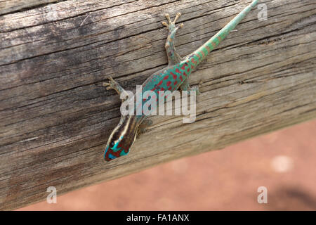 Eine Mauritius verzierten Taggecko an einem Zaun an der "farbigen Erden" in Chamarel Stockfoto