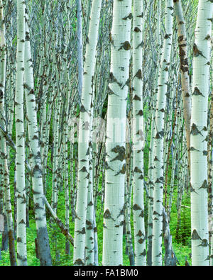 Aspen Stämme im centennial-Tal in der Nähe von Lakeview, montana Stockfoto