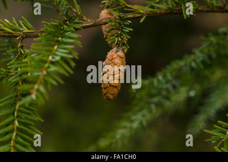 Tannenzweigen und Zapfen in Regentropfen. Stockfoto