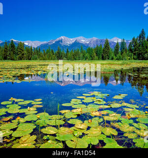 Lilypaden in einem Feuchtgebiet unterhalb der Schwanenkette im seeley-Schwan-Tal bei condon, montana Stockfoto