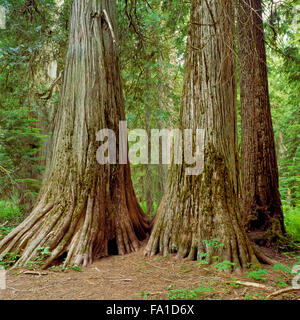 Ross Creek riesigen Zedern in der Nähe von troy, Montana Stockfoto