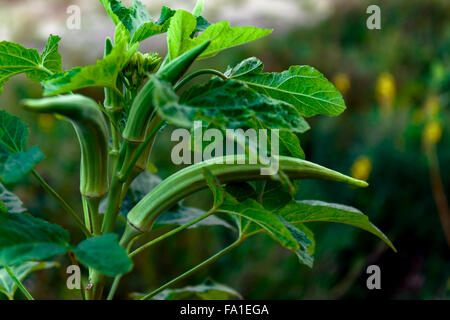 Okra-Pflanze Bioprodukte Essen Landwirtschaft hautnah Stockfoto