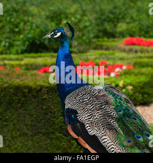 Pfau im Garten quadratische Komposition hautnah Stockfoto