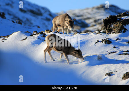 Peking, China Xinjiang Uygur Autonome Region. 15. Dezember 2015. Sibirische Steinböcke Essen Grass in Altay, Nordwesten Chinas Xinjiang Uygur Autonome Region, 15. Dezember 2015. © Ihr Erjiang/Xinhua/Alamy Live-Nachrichten Stockfoto