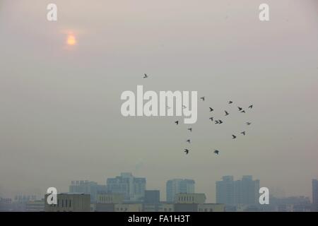 Peking, China. 20. Dezember 2015. Tauben fliegen über Smog gehüllten Peking, Hauptstadt von China, 20. Dezember 2015. Beijing hat seine zweite Alarmstufe Rot für die Luftverschmutzung in diesem Monat ein neuen Anfall von Smog zu rechnen ist, um die Hauptstadt von Samstag bis Dienstag zu schlagen. Bildnachweis: Guo Qiuda/Xinhua/Alamy Live-Nachrichten Stockfoto