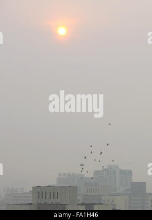 Peking, China. 20. Dezember 2015. Tauben fliegen über Smog gehüllten Peking, Hauptstadt von China, 20. Dezember 2015. Beijing hat seine zweite Alarmstufe Rot für die Luftverschmutzung in diesem Monat ein neuen Anfall von Smog zu rechnen ist, um die Hauptstadt von Samstag bis Dienstag zu schlagen. Bildnachweis: Guo Qiuda/Xinhua/Alamy Live-Nachrichten Stockfoto