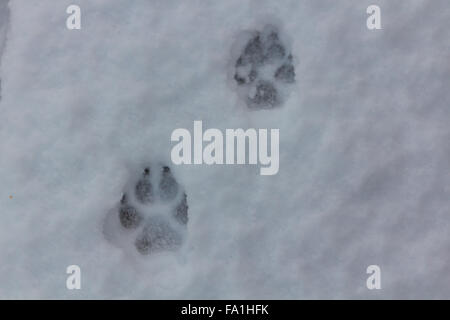 Hund-Spuren im Schnee Stockfoto