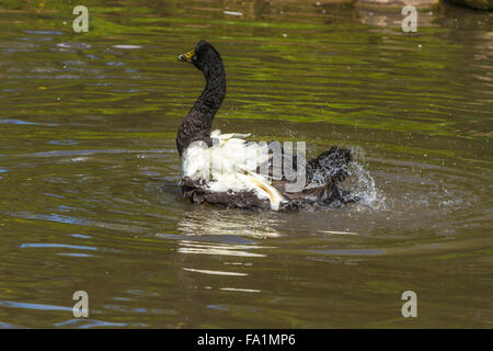 Magpie Goose schwimmen in einem See in Slimbridge Wildfowl Mitte Stockfoto