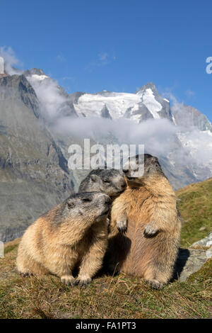 Alpine Marmot vor Großglockner, Nationalpark Hohe Tauern, Kärnten, Austria, Europe / Marmota Marmota Stockfoto