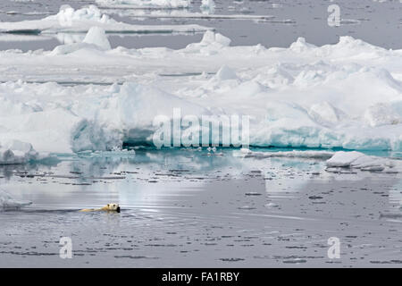 Eisbären schwimmen auf Packeis, Spitzbergen, Norwegen / EuropeUrsus Maritimus Stockfoto