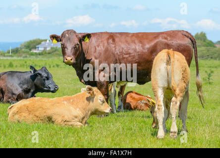 Kleine Herde von Kühen in einem Feld. in West Sussex, England, UK. Stockfoto