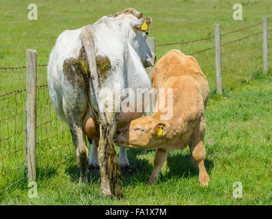 Junges Kalb saugt die Milch seiner Mutter in ein Feld im Sommer in West Sussex, England, UK. Kuh auf der Weide. Stockfoto