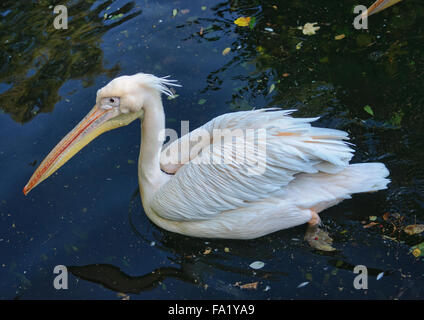 Rosa-backed Pelikane (Pelecanus saniert) genießen Sie ein erfrischendes Bad Stockfoto