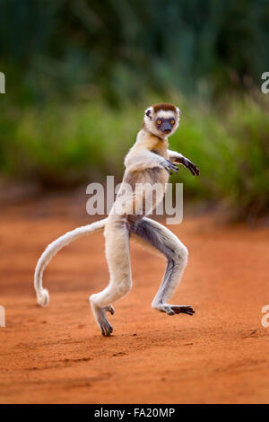 Ein springender Verreau Sifaka, Berenty Reserve, Madagaskar. Stockfoto