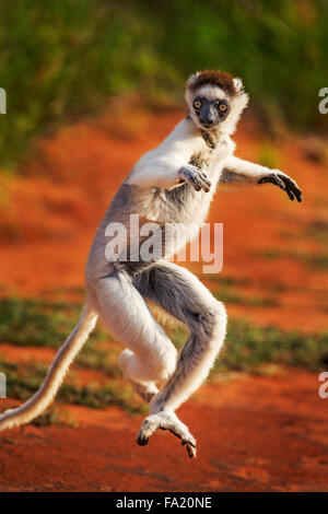 Ein springender Verreau Sifaka, Berenty Reserve, Madagaskar. Stockfoto