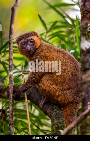 Ein Golden Bamboo Lemur in Ranomafana Nationalpark, Madagaskar. Stockfoto