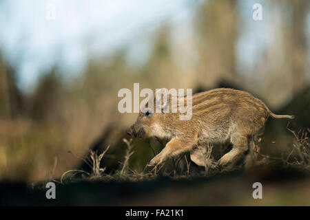 Shoat Wildschwein / wilde Schwein / wilde Schwein (Sus Scrofa) läuft durch seinen natürlichen Lebensraum Hanteln, extra niedrigen Standpunkt aus gesehen. Stockfoto