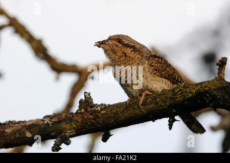 Eurasian Wryneck / Wendehals ( Jynx torquilla ) thronte auf einem Zweig mit Ameiseneiern und Larven im Schnabel, um seine Jungtiere, Wildtiere, Europa zu füttern. Stockfoto