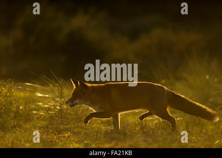 Rotfuchs / Rotfuchs ( Vulpes vulpes ) in wunderbarer weicher Hintergrundbeleuchtung schleicht durch hohes Gras, schöne Position seiner Pfoten, Tierwelt, Europa. Stockfoto
