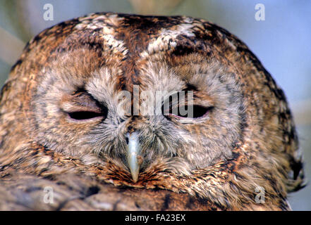 Waldkauz (Strix Aluco) kleine wilde Raubvogel im Vereinigten Königreich Stockfoto