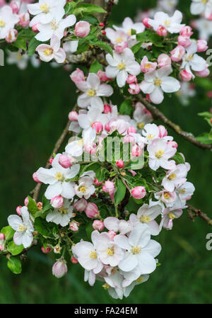 Blühender Apfelbaum Stockfoto