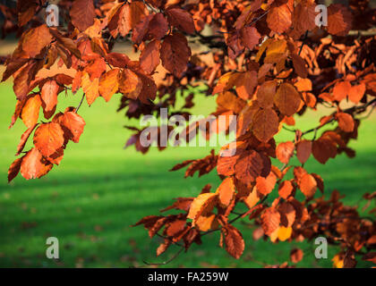 Rotes Laub im Herbst von der Blutbuche Stockfoto