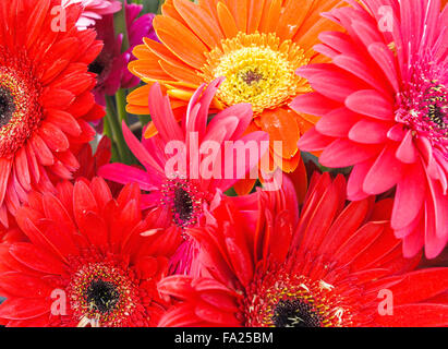 Nahaufnahme von rot und Orange Gerbera Daisies Stockfoto