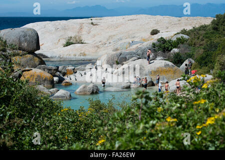 Südafrika, Kapstadt, Simons Town, Boulders Beach. Afrikanischen Pinguinkolonie (Spheniscus Demersus). Touristen, die schwimmen. Stockfoto