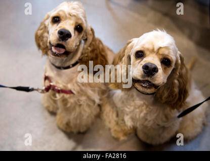 (151220)--VILNIUS, 20. Dezember 2015 (Xinhua)--Hunde gelten bei einer internationalen Hundeausstellung in Vilnius, Litauen, 20. Dezember 2015. In Litauens Hauptstadt Vilnius vom 19. Dezember bis 20 Dezember sammeln mehr als 1800 Hunde aus Litauen, Finnland, Russland, Deutschland, Polen und etc. (Xinhua/Alfredas Pliadis) ist eine internationale Hundeausstellung statt. Stockfoto