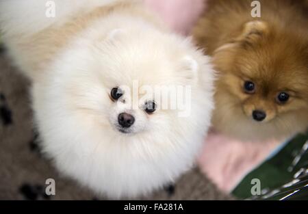 (151220)--VILNIUS, 20. Dezember 2015 (Xinhua)--Hunde gelten bei einer internationalen Hundeausstellung in Vilnius, Litauen, 20. Dezember 2015. In Litauens Hauptstadt Vilnius vom 19. Dezember bis 20 Dezember sammeln mehr als 1800 Hunde aus Litauen, Finnland, Russland, Deutschland, Polen und etc. (Xinhua/Alfredas Pliadis) ist eine internationale Hundeausstellung statt. Stockfoto