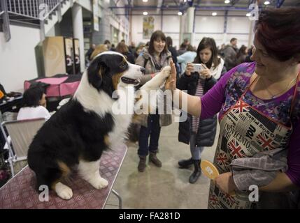 (151220)--VILNIUS, 20. Dezember 2015 (Xinhua)--ein Hund ist eine internationale Hunde Ausstellung in Vilnius, Litauen, 20. Dezember 2015 gesehen. In Litauens Hauptstadt Vilnius vom 19. Dezember bis 20 Dezember sammeln mehr als 1800 Hunde aus Litauen, Finnland, Russland, Deutschland, Polen und etc. (Xinhua/Alfredas Pliadis) ist eine internationale Hundeausstellung statt. Stockfoto