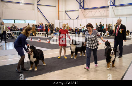 (151220)--VILNIUS, 20. Dezember 2015 (Xinhua)--Menschen mit ihren Hunden in einer Ausstellung in Vilnius, Litauen, 20. Dezember 2015 teilnehmen. In Litauens Hauptstadt Vilnius vom 19. Dezember bis 20 Dezember sammeln mehr als 1800 Hunde aus Litauen, Finnland, Russland, Deutschland, Polen und etc. (Xinhua/Alfredas Pliadis) ist eine internationale Hundeausstellung statt. Stockfoto