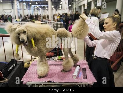 (151220)--VILNIUS, 20. Dezember 2015 (Xinhua)--ein Hund ist eine internationale Hunde Ausstellung in Vilnius, Litauen, 20. Dezember 2015 gesehen. In Litauens Hauptstadt Vilnius vom 19. Dezember bis 20 Dezember sammeln mehr als 1800 Hunde aus Litauen, Finnland, Russland, Deutschland, Polen und etc. (Xinhua/Alfredas Pliadis) ist eine internationale Hundeausstellung statt. Stockfoto