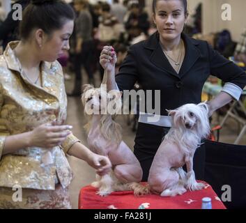 (151220)--VILNIUS, 20. Dezember 2015 (Xinhua)--Hunde gelten bei einer internationalen Hundeausstellung in Vilnius, Litauen, 20. Dezember 2015. In Litauens Hauptstadt Vilnius vom 19. Dezember bis 20 Dezember sammeln mehr als 1800 Hunde aus Litauen, Finnland, Russland, Deutschland, Polen und etc. (Xinhua/Alfredas Pliadis) ist eine internationale Hundeausstellung statt. Stockfoto