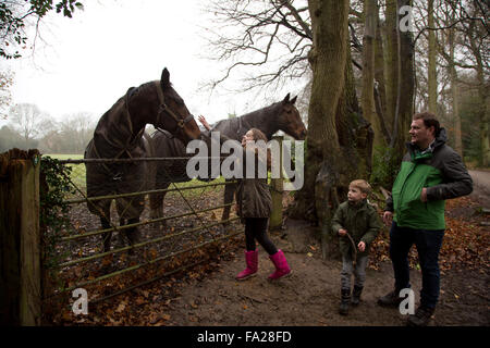 Familie Fütterung Pferde Stockfoto