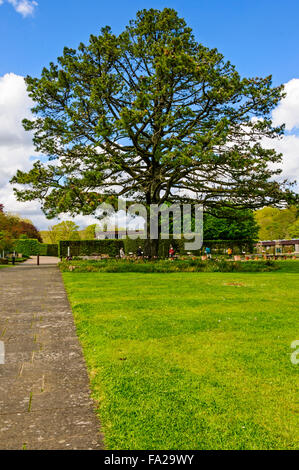 Einen breiten gepflasterten Weg und gemähten Rasen führen zu einem großen alten Baum, umgeben von einem Naturgarten vor formale Gärten Stockfoto