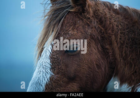 Wildes Preseli Pony auf Carn Enoch, Dinas, Pembrokeshire. Stockfoto