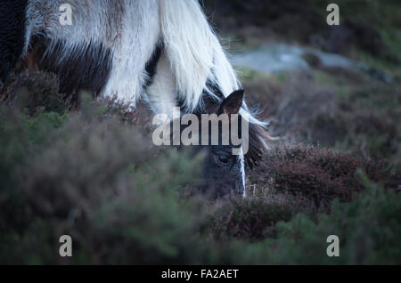 Wildes Preseli Pony auf Carn Enoch, Dinas, Pembrokeshire. Stockfoto