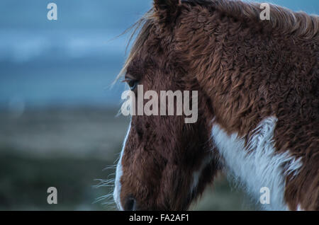 Wildes Preseli Pony auf Carn Enoch, Dinas, Pembrokeshire. Stockfoto