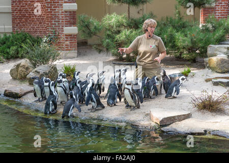 Antwerpen, Belgien - AUG 12: Tierpfleger Pinguine im Zoo von Antwerpen am 12. August 2015 in Antwerpen, Belgien füttert Stockfoto