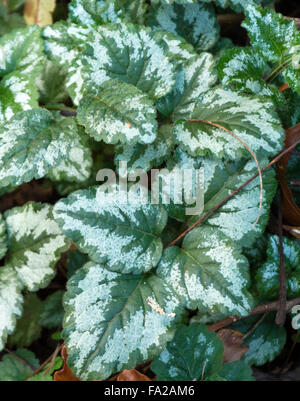 Schließen sich eine Coleus-Art Anlage verlässt mit interessanten grün und weißlich Muster im Sommer Stockfoto