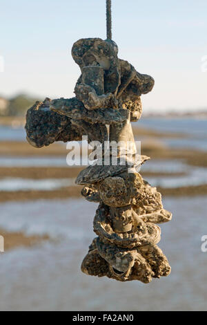 Nahaufnahme eines Clusters von Austern wachsen an einem Seil an einer Austernfarm mit Wasser und Bäumen im Hintergrund Stockfoto