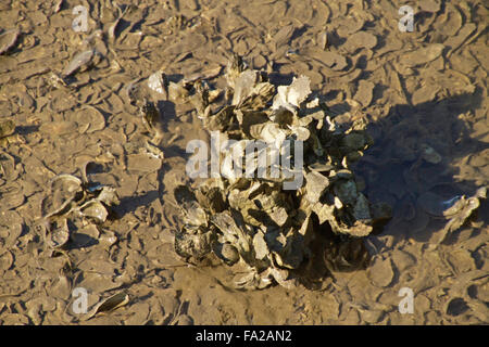 Nahaufnahme eines Clusters von Austern und Muscheln im Wasser eine Austernfarm Stockfoto