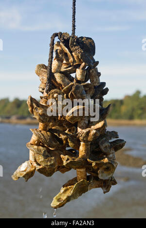 Nahaufnahme eines Clusters von Austern wachsen an einem Seil an einer Austernfarm mit Wasser und Bäumen im Hintergrund Stockfoto