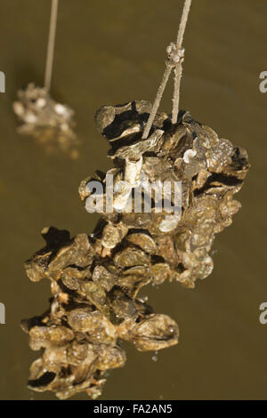 Nahaufnahme eines Clusters von Austern wachsen an einem Seil an einer Austernfarm mit Wasser und Bäumen im Hintergrund Stockfoto