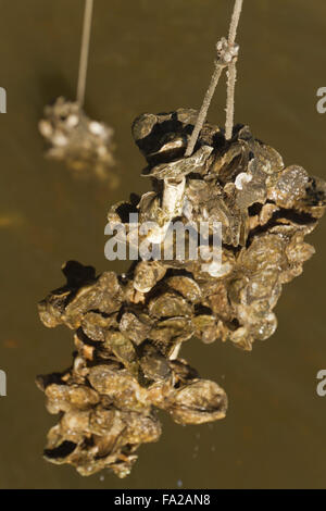 Nahaufnahme eines Clusters von Austern wachsen an einem Seil an einer Austernfarm mit Wasser und Bäumen im Hintergrund Stockfoto