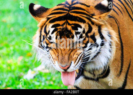 Nahaufnahme von einer weiblichen Sumatra-Tiger mit einem angewidert Gesichtsausdruck Stockfoto