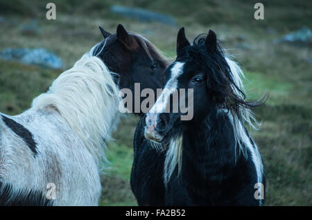 Zwei wilde Preseli Ponys auf Carn Enoch, Dinas, Pembrokeshire. Stockfoto