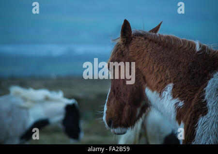 Wildes Preseli Pony auf Carn Enoch, Dinas, Pembrokeshire. Stockfoto